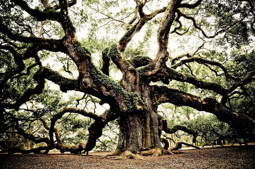 Oldest Living Tree