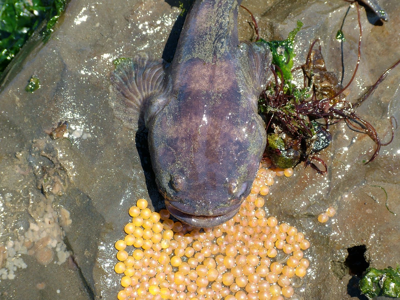 Buzz's Marine Life of Puget Sound: Eggs of the Intertidal