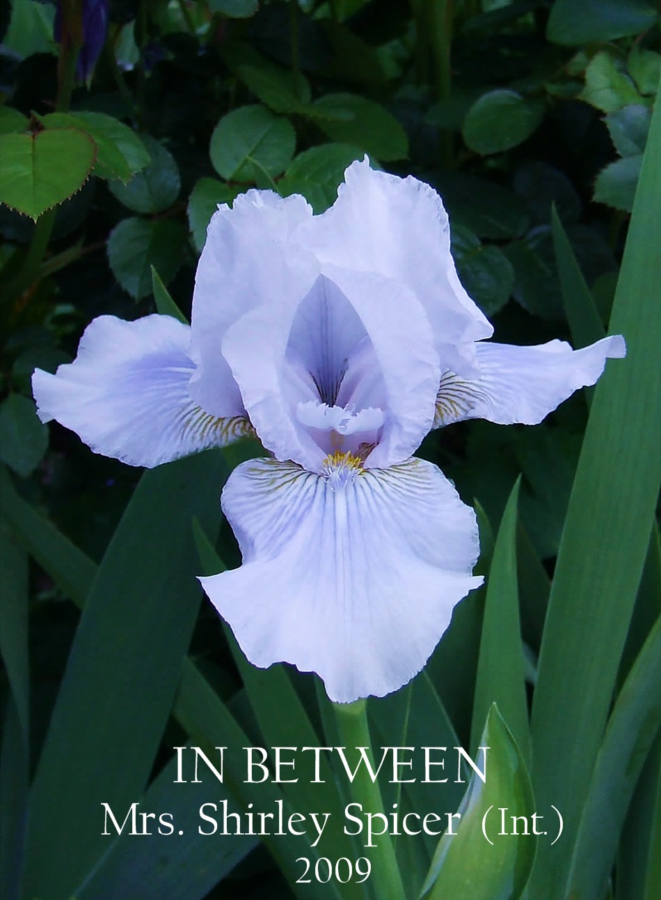 Intermediate Bearded Iris IN BETWEEN HERITAGE IRISES