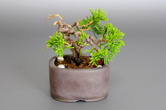 シンパク-F1（真柏盆栽）Juniperus chinensis bonsai
