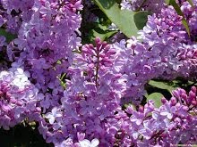 LILAS