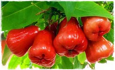 Ternyata Ingin Cantik Tidak Perlu Dengan Obat-obatan Kecantikan Yang Mahal? Cukup Makan Buah Ini Ternyata Ingin Cantik Tidak Perlu Dengan Obat-obatan Kecantikan Yang Mahal? Cukup Makan Buah Ini