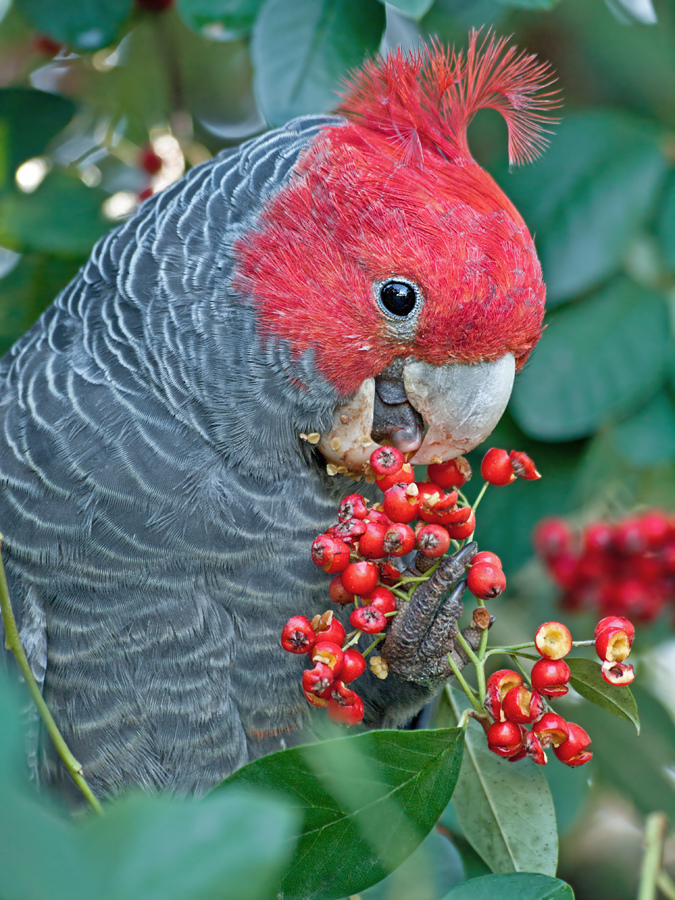cockatoo bird for sale l8ve cockatoo bird for sale l8ve