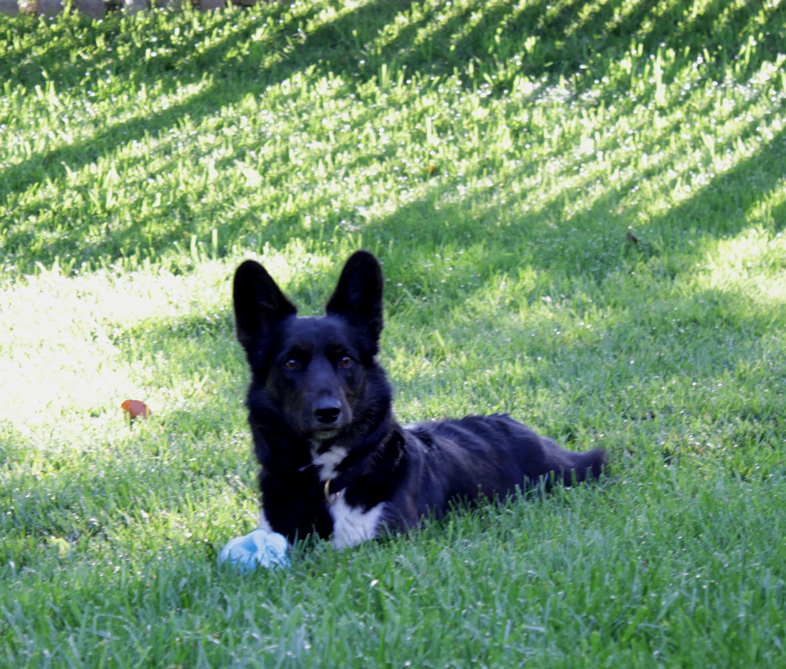 A Tail of Two Cardis My Teacup Shepherd