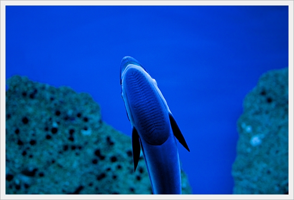 oceanarium krakow sebastiana oceanarium krakow sebastiana