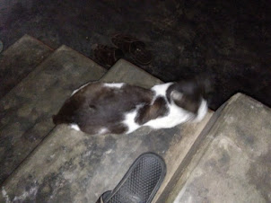 The house cat of  " Furtado Farmhouse " in Barkur