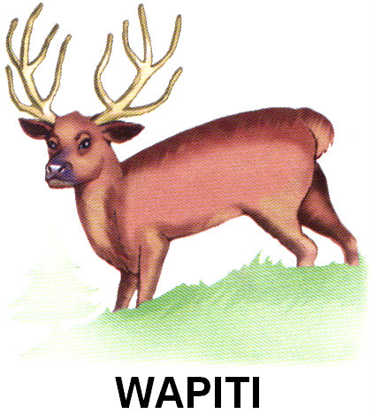 Imagenes De Animales Wapiti | animales para colorear wapiti imagui Imagenes De Animales Wapiti | animales para colorear wapiti imagui