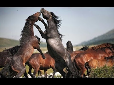 caballos salvajes