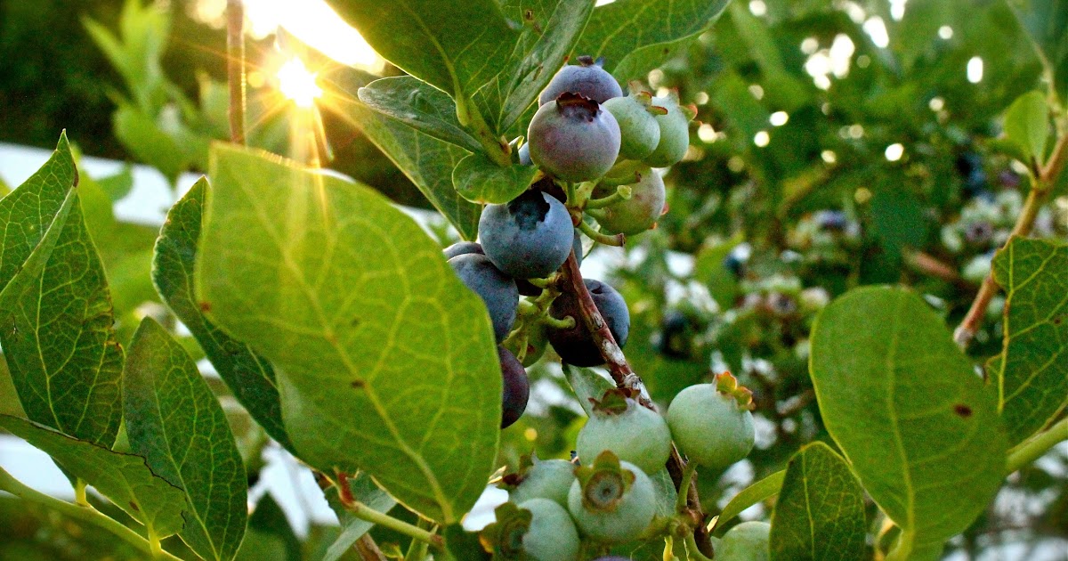 Katherine Fresh Fruit for Fitness