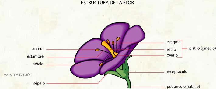 ESTRUCTURA Y FUNCION DE LAS FLORES estructura y funcion de las flores: