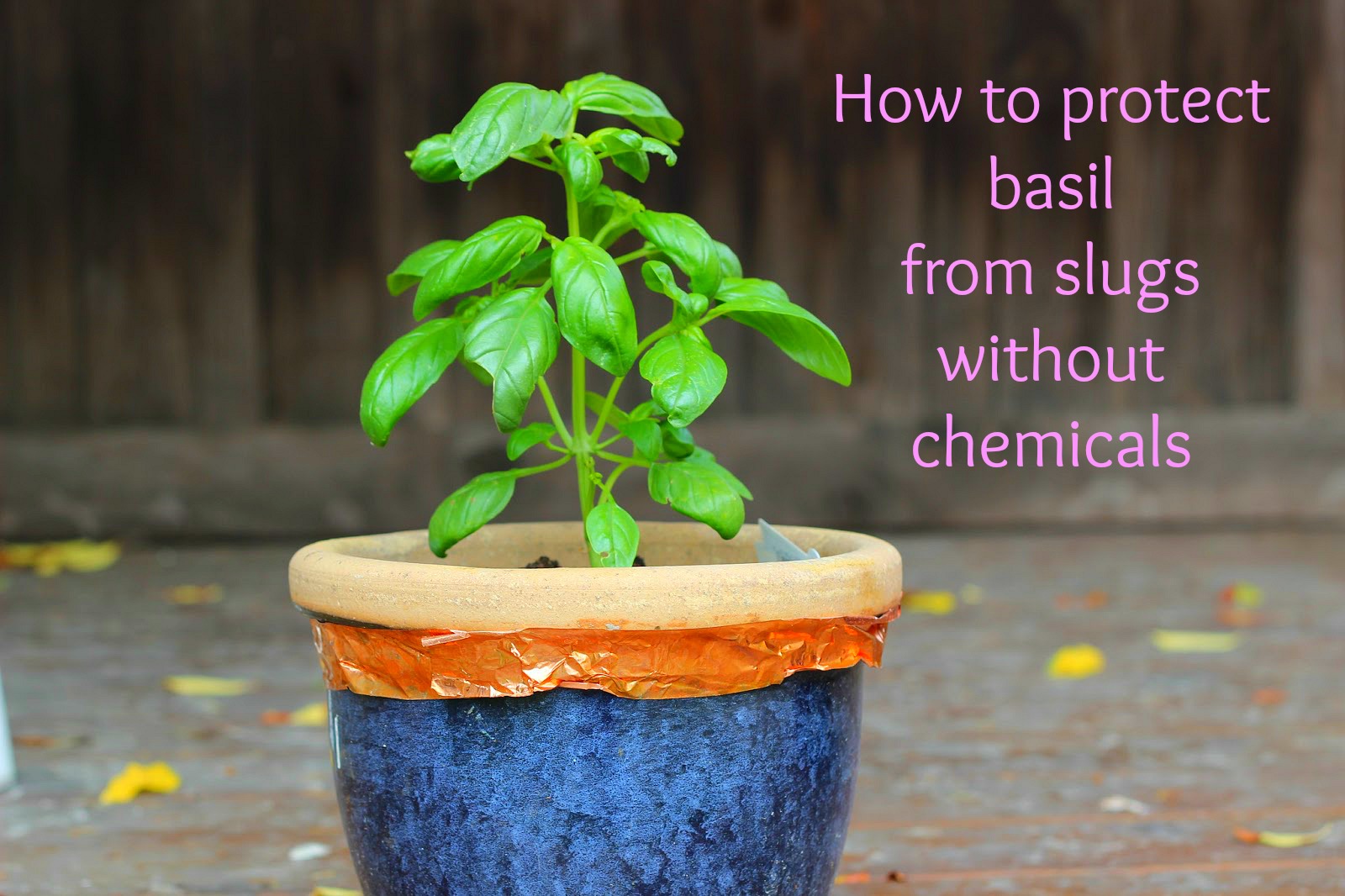 Food and Hearth How I'm Protecting Basil from Slugs without Chemicals