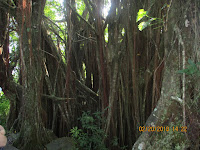 Banyon Tree