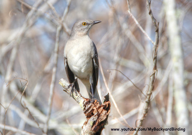 Northern Mockingbird