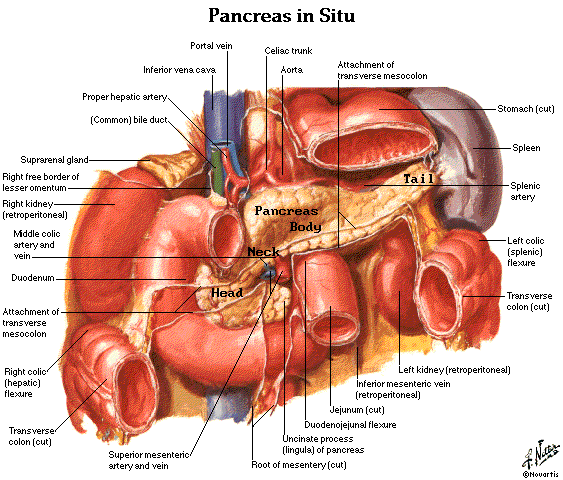 Blank Body Diagrams Of Abdomen