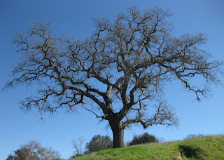 Oak tree near the summit of Country Drive, Gilroy, California