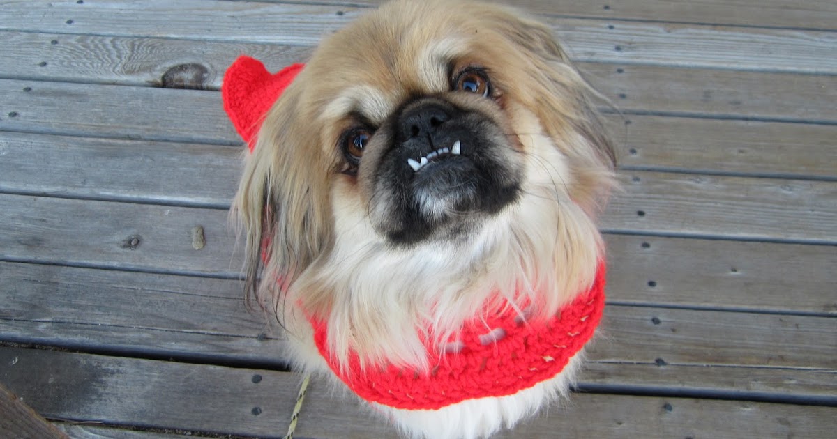 Little Susie Home Maker Bear Love, My Pekingese Crocheted Sweater!