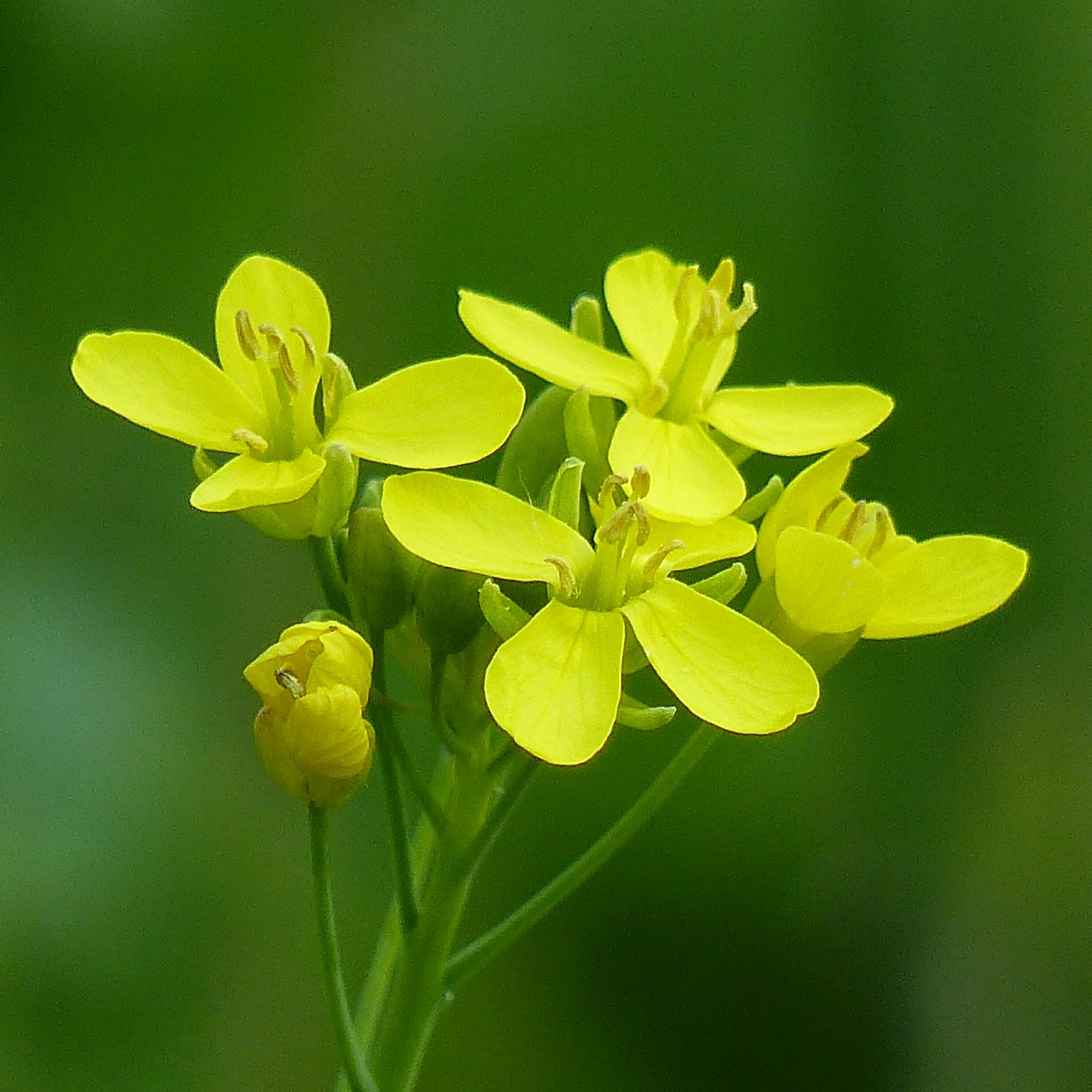 Brassica rapa Wild flowers of Europe by Anita Beijer