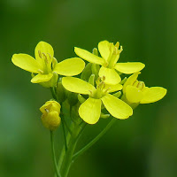 http://wild-flowers-of-europe.blogspot.nl/2015/04/brassica-rapa.html