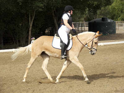 dressage mule palomino