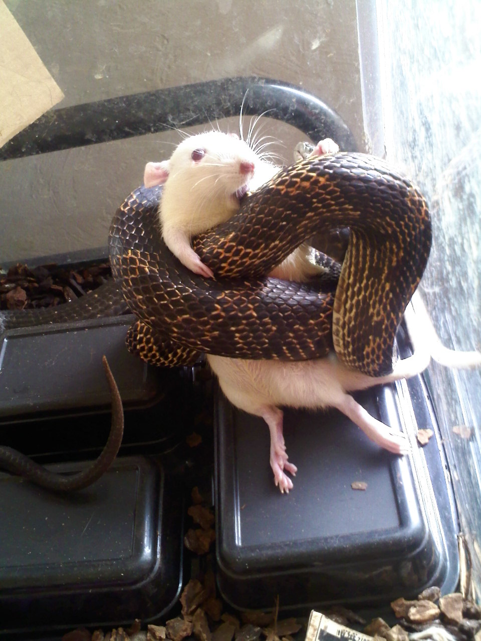 The Mighty Tue A Black Rat Snake's Food Log Mouse Bites Black Rat Snake