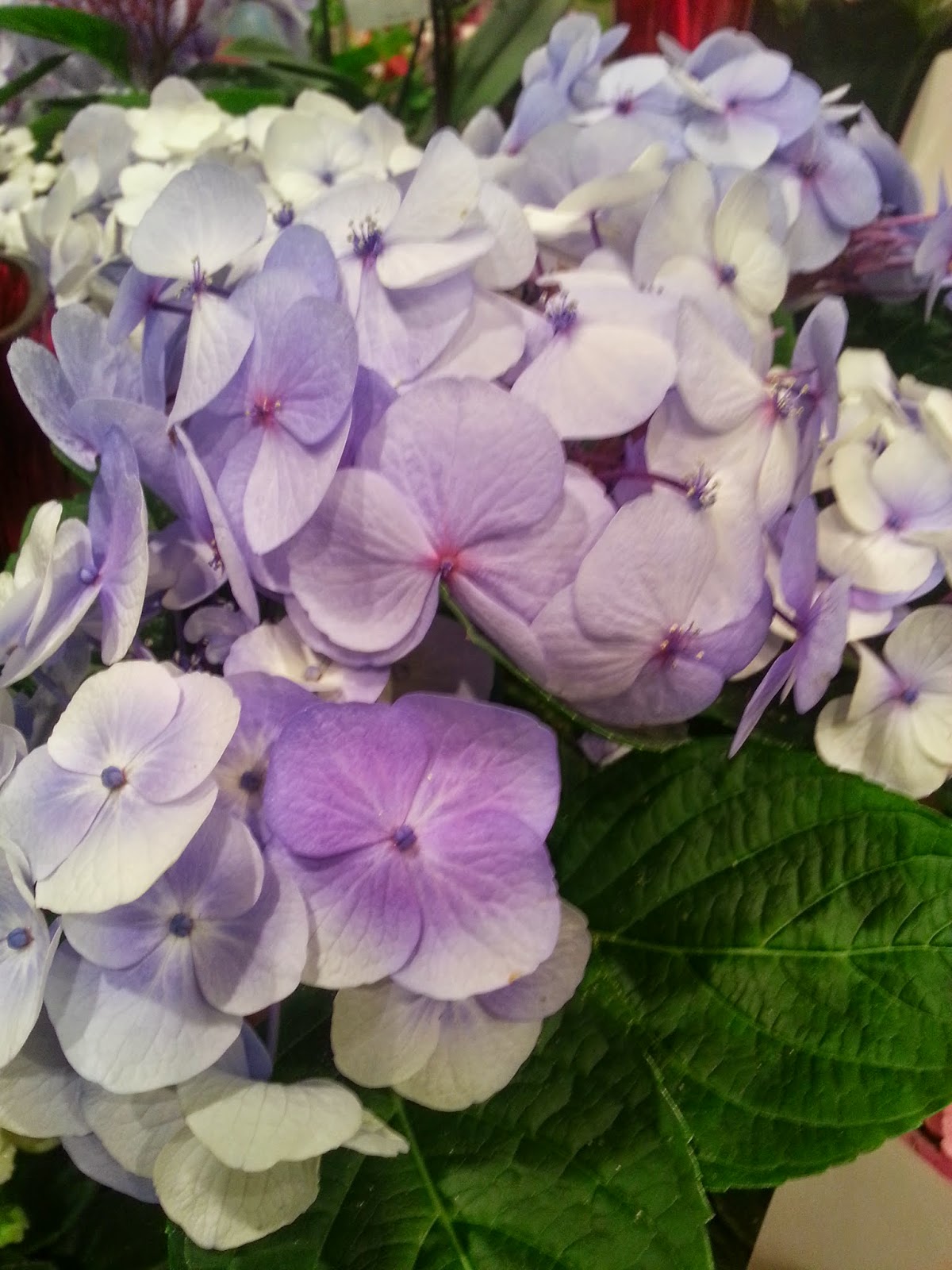 Kaysmithbrushworks Blue Hydrangeas In Clay Pot