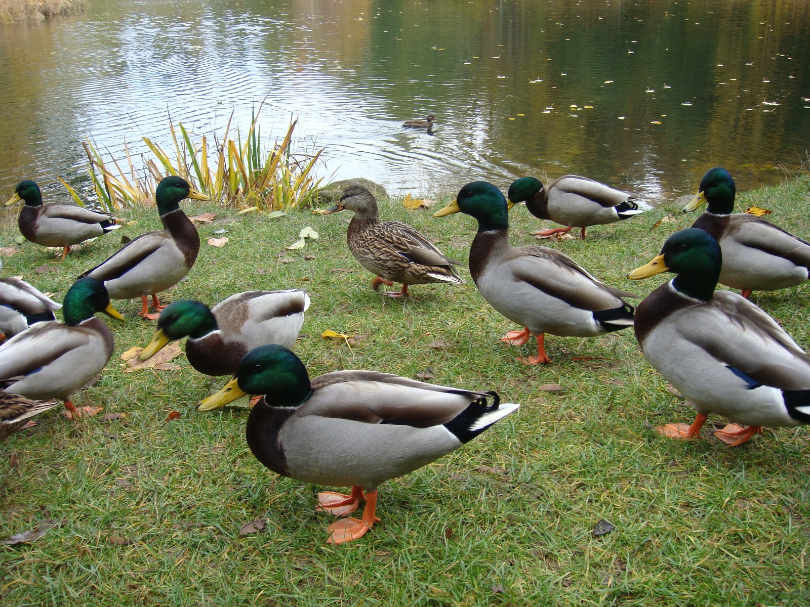 koi-pond-ducks-1.jpg