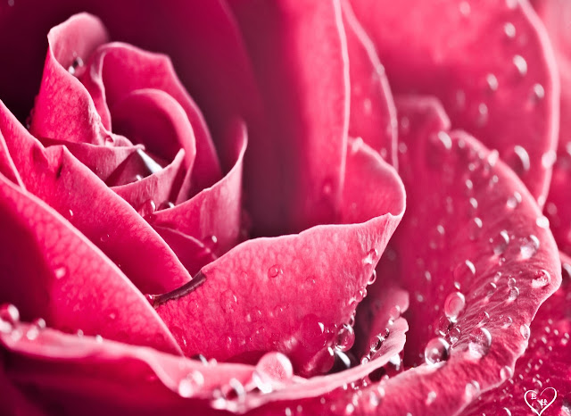 Pink Roses Wallpapers