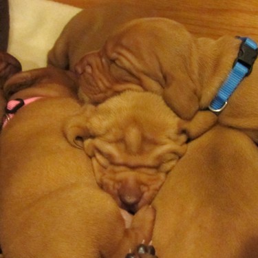 Puppy pile!