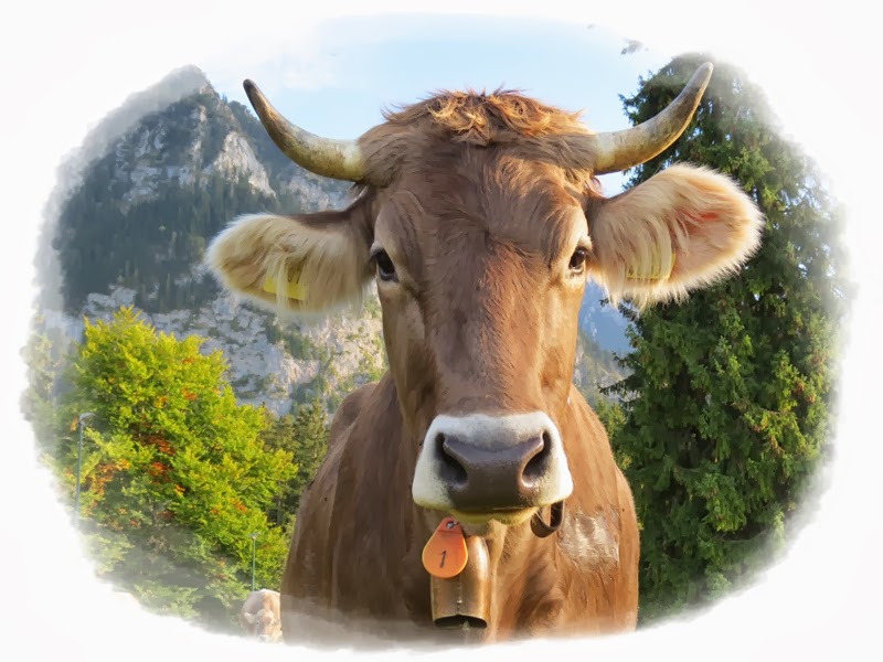 Almabtrieb In Tirol Ein Abenteuer Fur Senner Meets Blogger