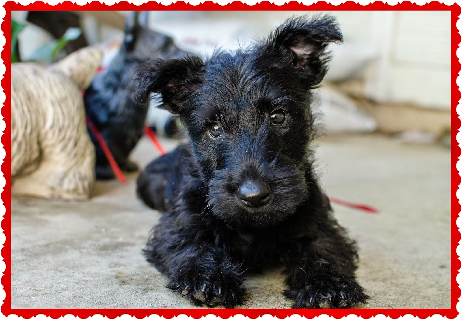 scottie puppies scottie and westie rescue autos post scottie puppies scottie and westie rescue autos post