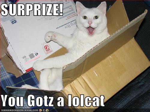 present lolcat