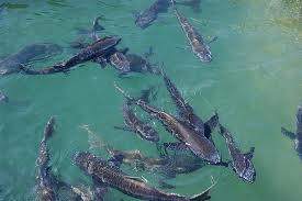 Tasik ikan haruan Resepi Ikan