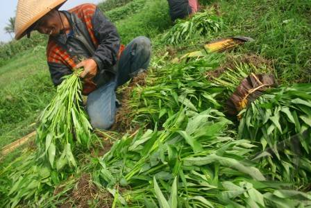singkatan kementerian pertanian republik indonesia