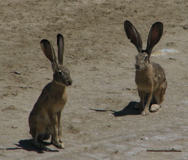 Where Jackrabbits Live