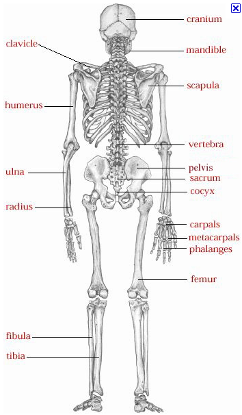 Teacher Matthew 403: Systems in Animals