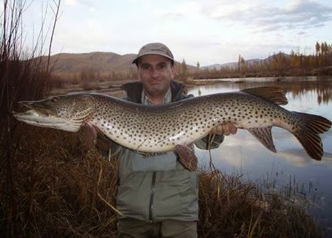 Amur pike Alchetron, The Free Social Encyclopedia