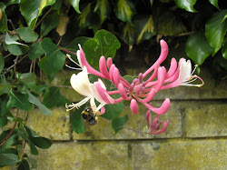 Bee on honeysuckle.