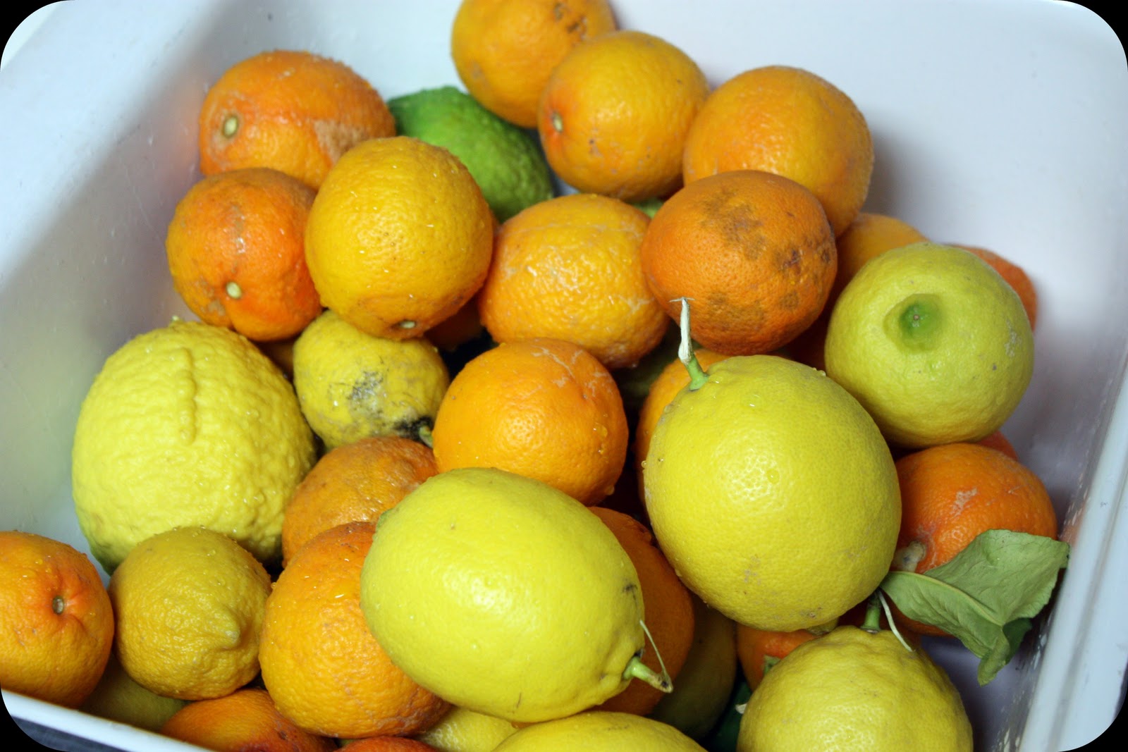 The Earth of India All About Citrus aurantium (Sour Orange)