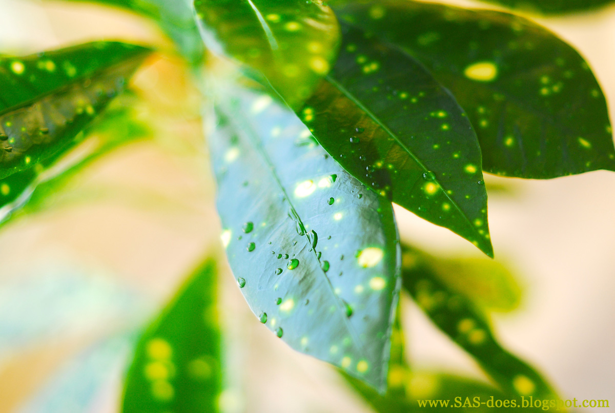 Cleaning house plants SAS does Cleaning house plants