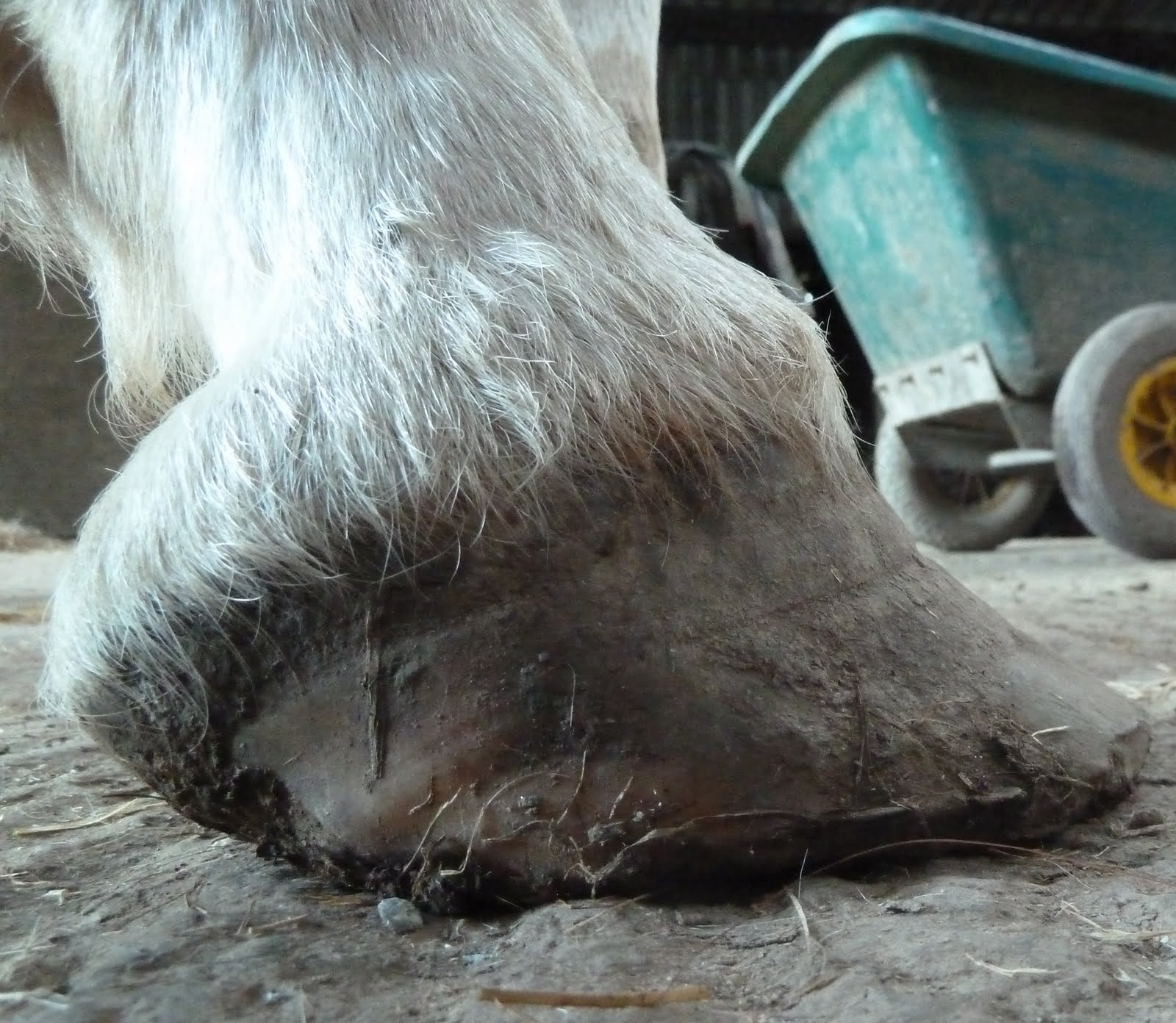 Rockley Farm What happens when a horse has thin soles and poor hoof