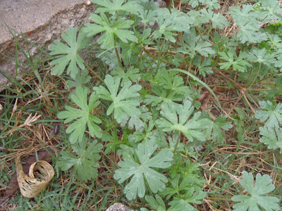 Geranium sanguineum 'Alpenglow' weed http://muttnut.blogspot.com/