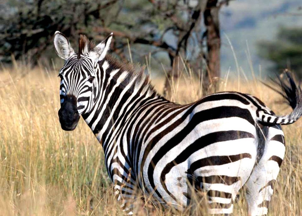 Zeebra HD Wallpapers HD WALLPAPERS