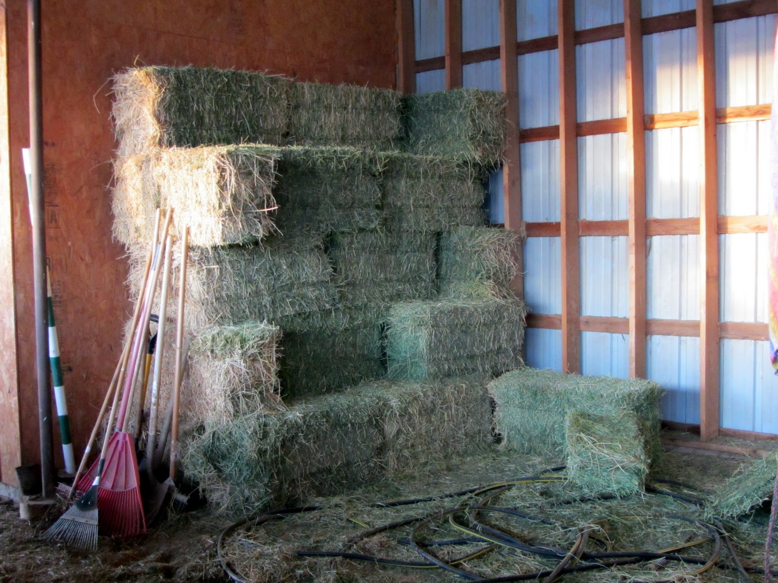 Fantastyk Voyage alfalfa hay vs. pellets