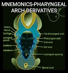 MBBS DOCTORS: Pharyngeal Branchial Arches Derivatives Mneomonic