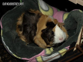 guinea pig bed