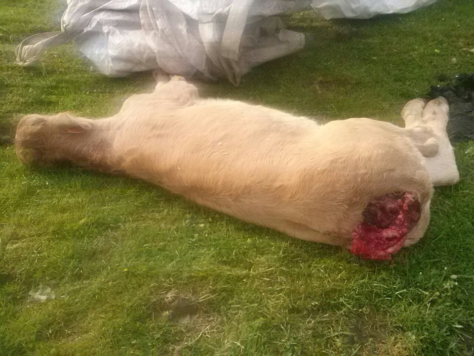 mauvaise rencontre loup