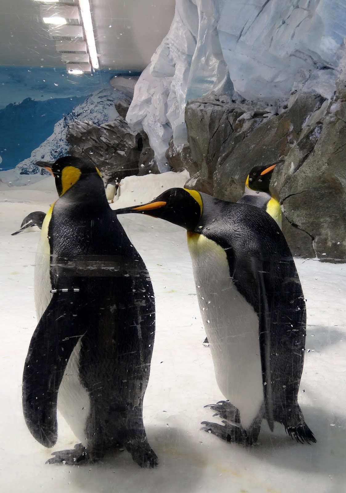 Stu @ the Zoo: In Focus - Penguins