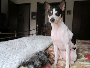 Want to adopt a rat terrier?