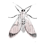 Wasp Moth-