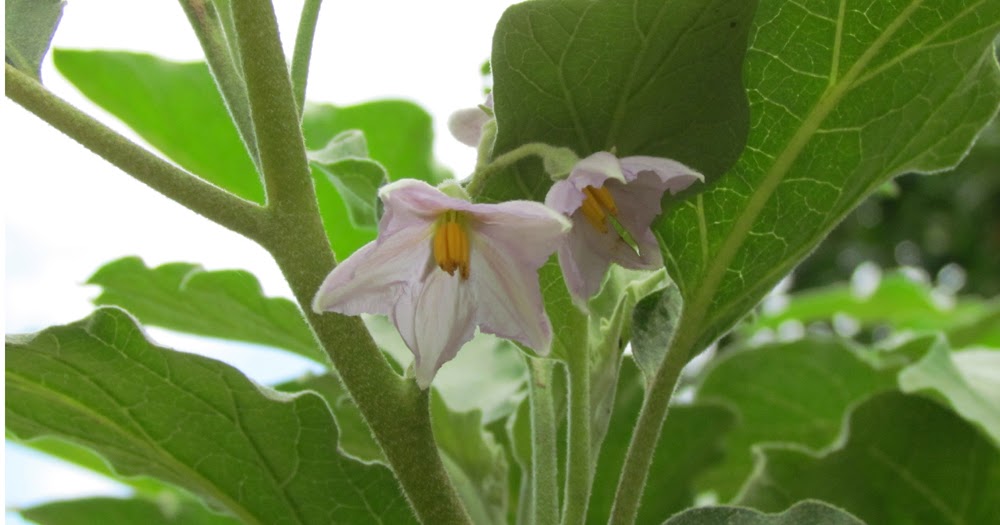 Edible Herbs, Flowers & Other Edibles Grow Your Own Dinner! Eggplant Why it is called 'egg